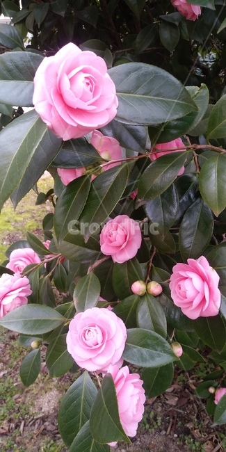 꽃,동백,동백꽃,분홍꽃,핑크꽃,식물,자연,plants,nature,꽃,flower