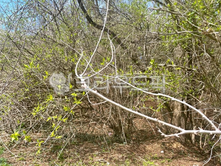 tree trunk,nature,tree branch,brunch,plant,tree,treetrunk,branches