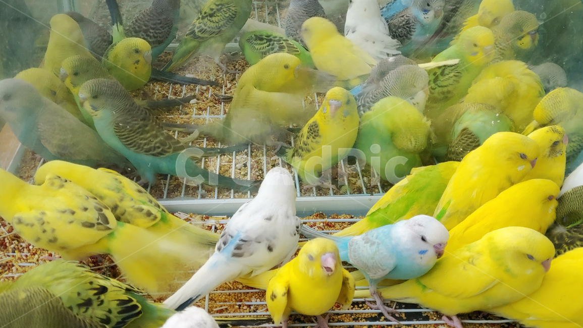 새,애완조,앵무새,동물,bird,animal,애완용,조류,취미,hobby,애완동물,작은새,관상용,관상조,잉꼬,동물,animal,조류,새,birds