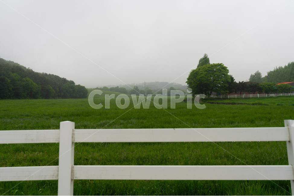 종마공원,울타리,초원,나무,들,풀,fence,tree,steppe,grassland,자연,풍경,nature,landscape,field,grass,잔디,plant,식물,outdoors,옥외,목초지