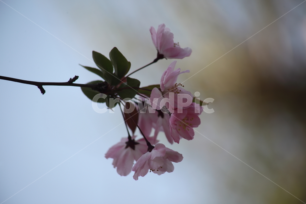 수사해당화,서부해당화,봄,malushalliana,꽃사과나무,식물,자연,plants,nature,꽃,flower
