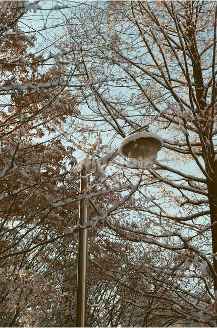 눈,가로등,나무,나뭇가지,겨울,필름사진,감성,겨울,계절,winter,season,자연,풍경,nature,landscape,lamp post,램프 포스트,plant,식물,tree