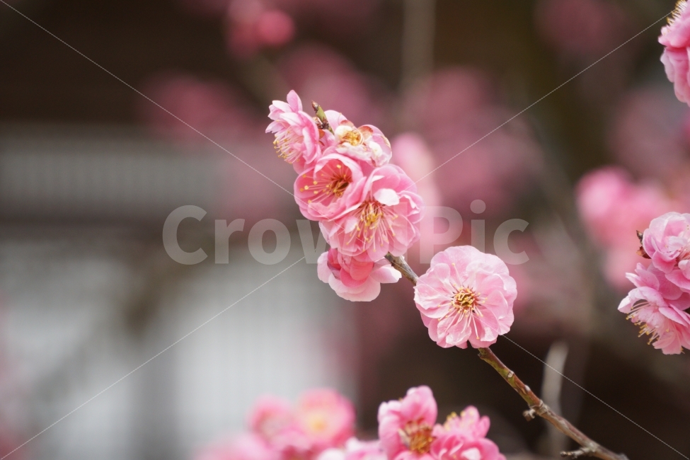 홍매화,꽃,나무,한옥,자연,봄,계절,spring,season,식물,자연,plants,nature,꽃,flower,plant