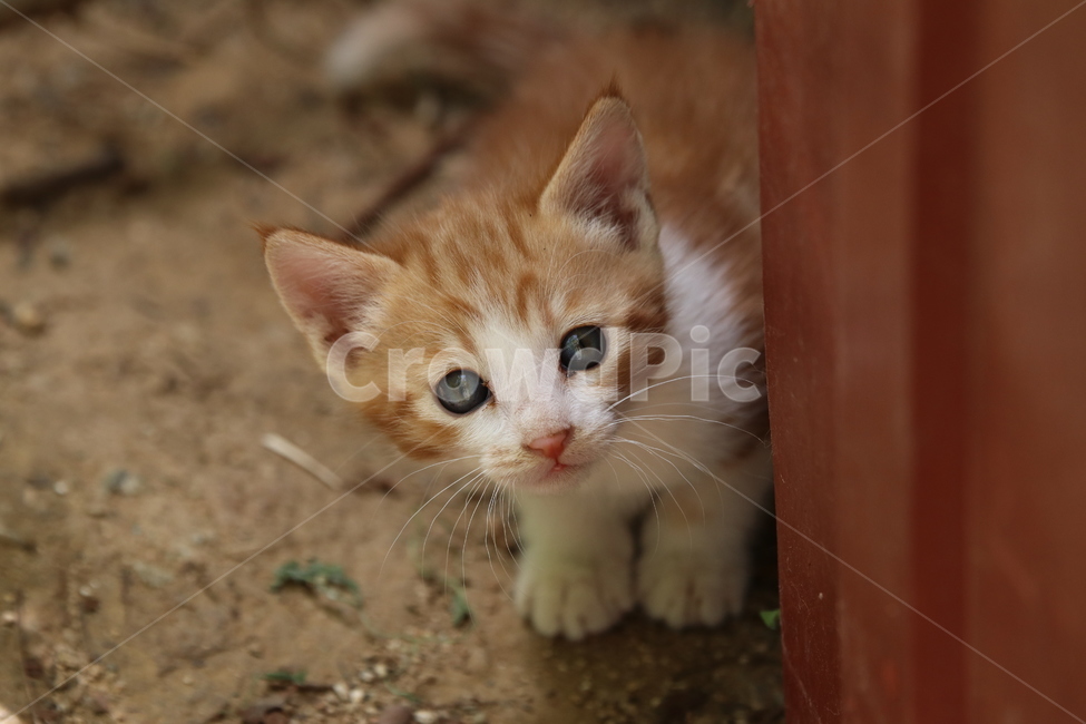 고양이,고양이사진,애완동물,반려동물,동물,동물사진,애완동물사진,반려동물사진,아기고양이,동물,animal,포유류,mammal,고양이,cat,kitten,kitty