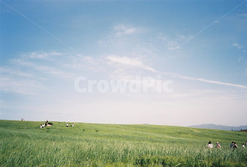 여름,밭,보리밭,하늘,자연,시골,country,감성사진,자연,풍경,nature,landscape,사람들,대중,군중,other people,crowd,field,들,grassland,목초지,outdoors,옥외