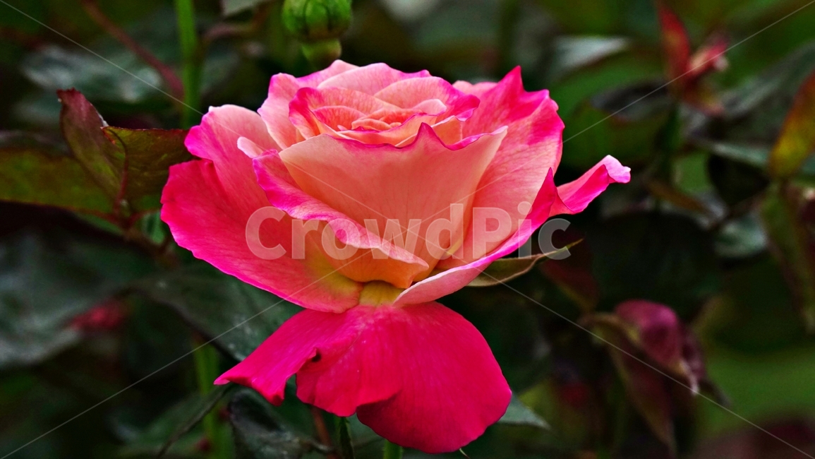 rose,flower,plant,nature,장미,장미꽃,꽃,식물,자연,plants,nature,꽃,flower