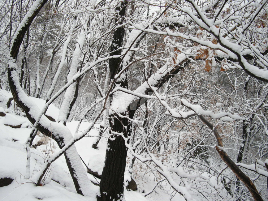 눈,눈꽃,나무,폭설,겨울,나뭇가지,설화,산,겨울,계절,winter,season,식물,자연,plants,nature,나무,trees,wood