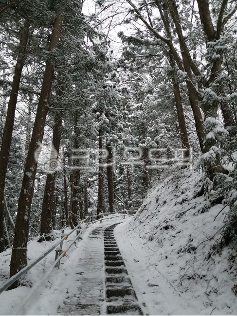 tree, 나무, plant, 눈, 겨울, 사진,이미지,일러스트,캘리그라피 - moonblue작가