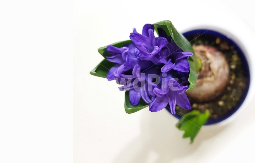 봄,상단,메인,파란꽃,히야신스,식물,자연,plants,nature,꽃,flower,실내용화초,화분,화초,house plant