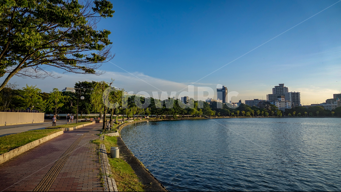 오호리공원,후쿠오카,공원,풍경,핑크빛노을,호수,park,오호리코엔,fukuoka,감성,자연,나무,다리,산책,벤치,도시,풍경,city,landscape,해외,외국,세계,foreign,oversea,world,세계도시풍경,해외도시풍경,외국도시풍경,world cityscape,사람들,대중,군중,other people,crowd,water,물,outdoors,옥외