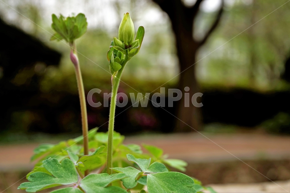 매발톱꽃,꽃,columbine,buds,leaves,beforeflowering,미나리아제비과,식물,자연,plants,nature,꽃,flower