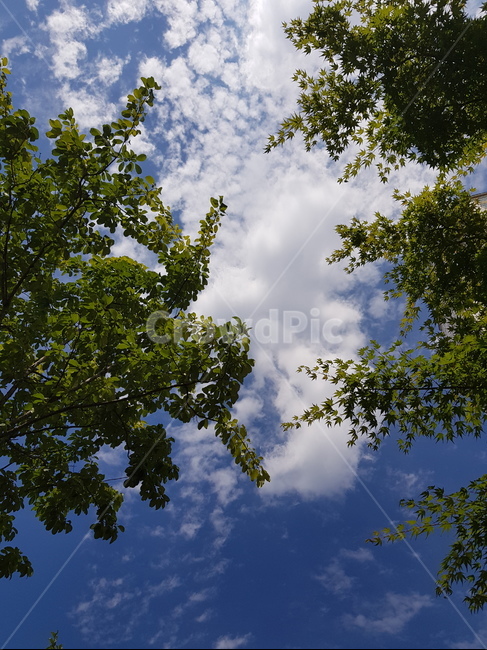 tree,plant,나무,sky,구름,식물,하늘,자연,풍경,nature,landscape