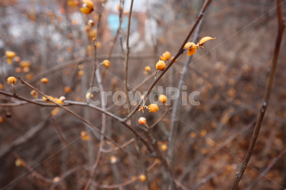 식물,열매,겨울나무,나뭇가지,나무,과일,열매,fruit