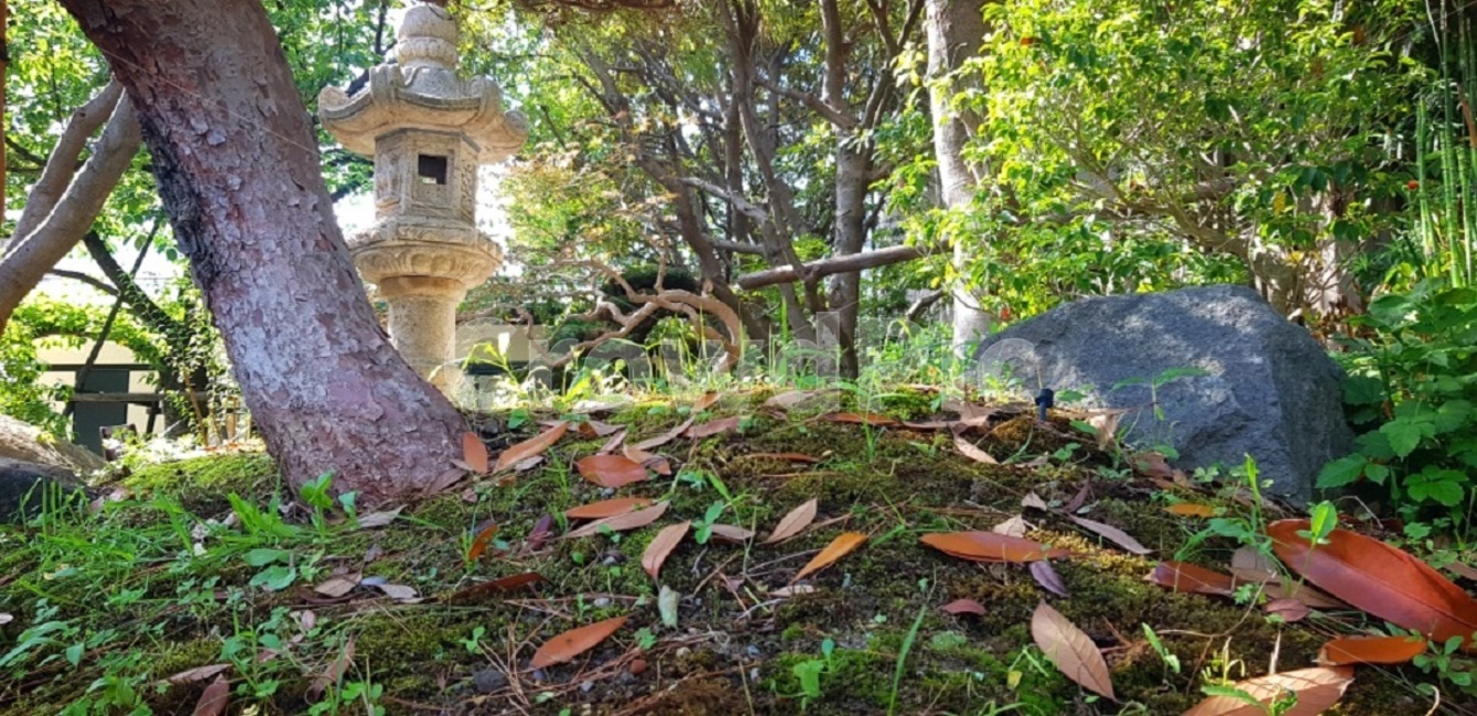 자연,풀,숲,초록,녹색