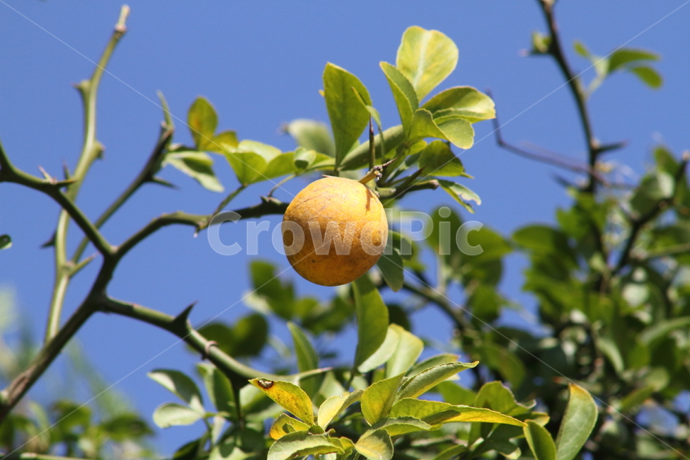 탱자,식물,약용식물,열매,trifoliateorange,식물,자연,plants,nature,과일,열매,fruit