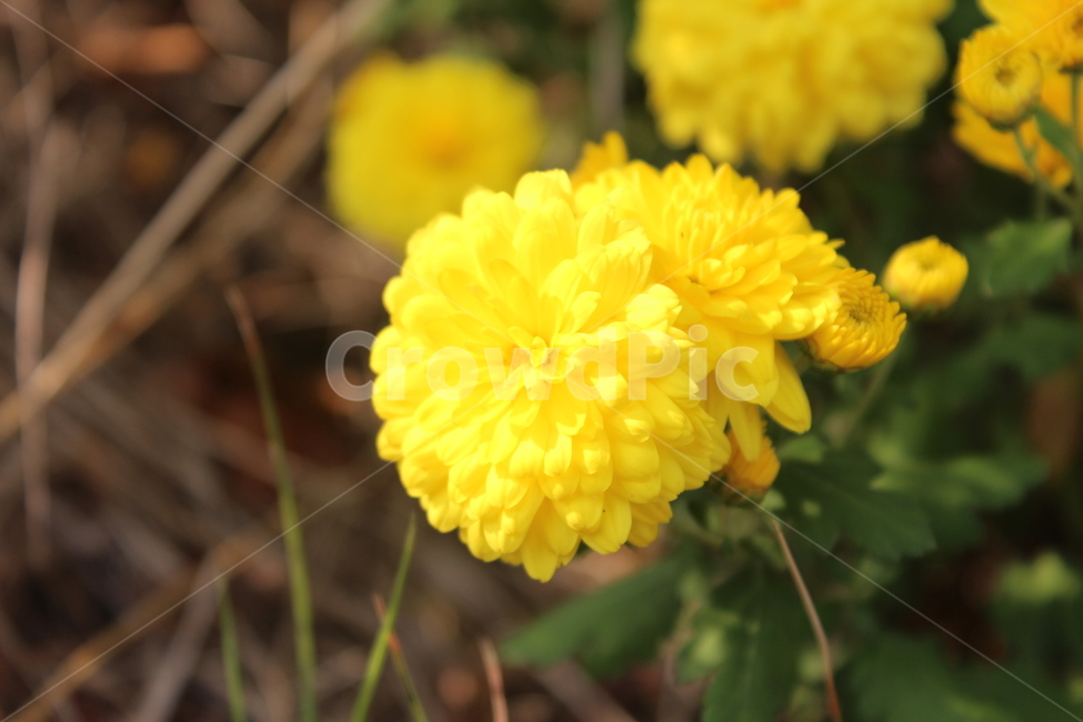 plant,식물,yellow,국화,노란색,식물,자연,plants,nature,꽃,flower