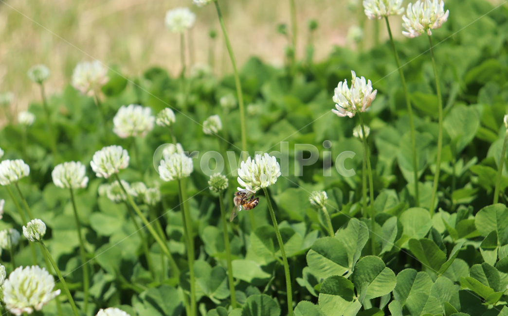 식물,plant,봄,꽃,자연,계절,flower,spring,nature,감성사진,감성,색상,색채,색감,잎,풀,경치