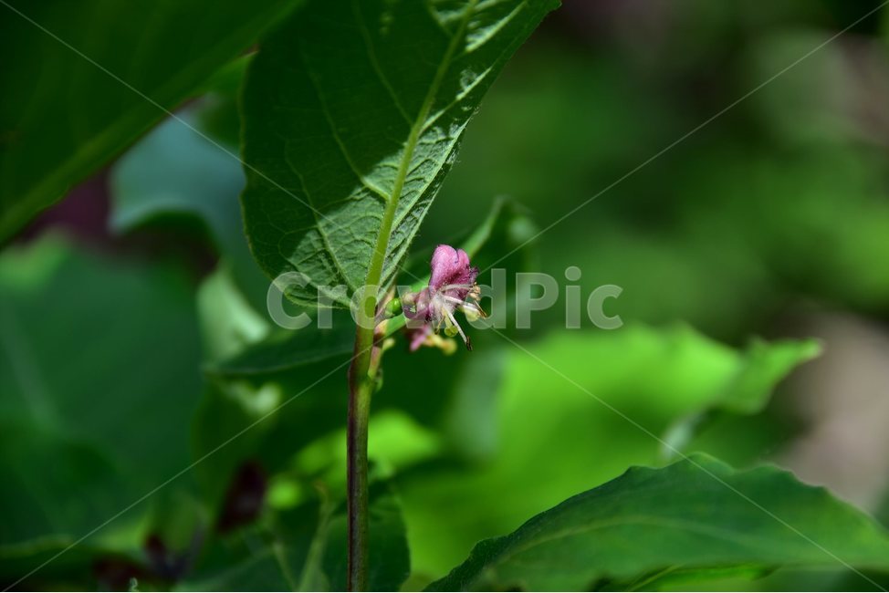 홍괴불나무,야생화,꽃,식물,자연,생태,플라워,flower,plants,nature,식물,자연,plants,nature,꽃,flower