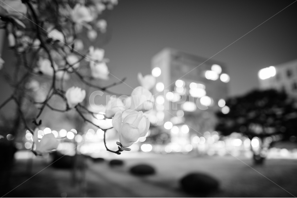 보케,봄,봄꽃,목련,흑백,순백,흰색,화이트,White,봄,계절,spring,season,야경,밤,풍경,nightscape,night,landscape,식물,자연,plants,nature,꽃,flower,흑백,모노톤,monochrome,black and white,plant,blossom