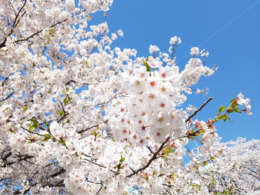 봄,spring,꽃,벚꽃,flower,식물,cherryblossom,풍경,landscape,plant,날씨,weather,sky,자연,nature,하늘,봄,계절,spring,season,식물,자연,plants,nature,꽃,flower,blossom