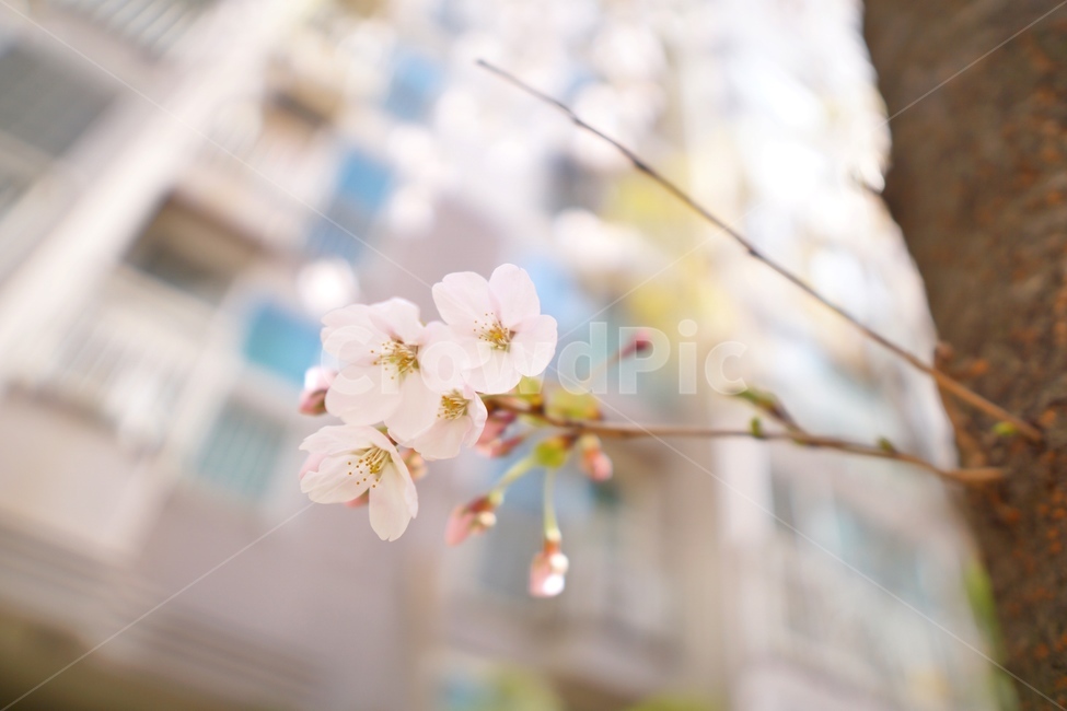 벚꽃,봄,봄꽃,flower,blossom,plant,식물
