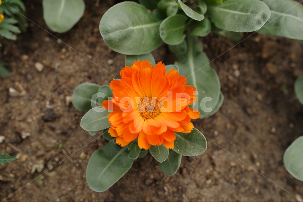 자연,식물,꽃,봄꽃,봄,화분,정원,주황,노랑,녹색,접사,식물,자연,plants,nature,꽃,flower