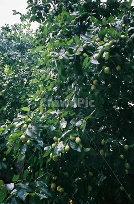 plant,식물,계절,필름사진,35mm