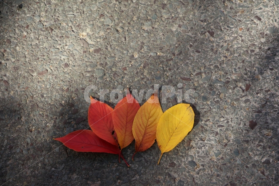 단풍잎,가을,햇살,그라데이션,감성,가을,계절,fall,autumn,season,leaf,잎,plant,식물