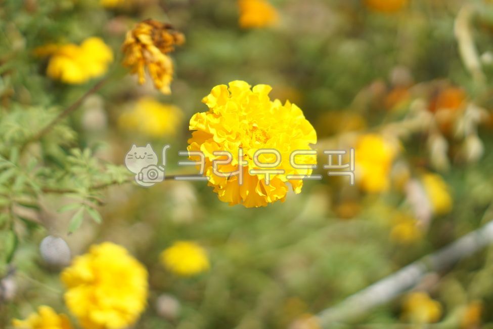 Cheonsu Guk,marigold,flower