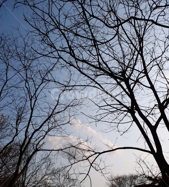 나무,풍경,하늘,오후하늘,나무와하늘,자연,풍경,nature,landscape,tree,plant,식물,tree trunk,나무 줄기