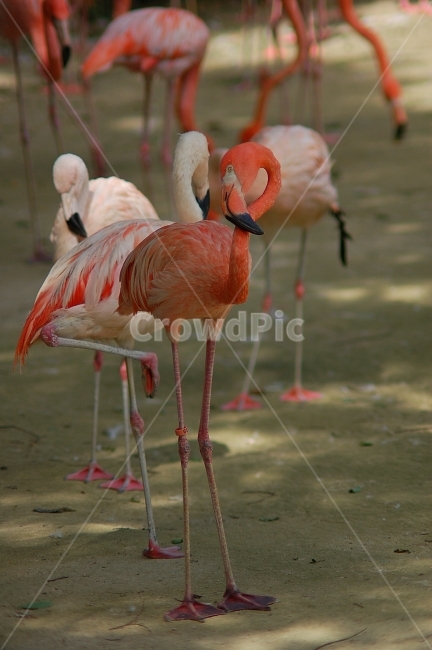 동물,animal,자연,nature,동물원,조류,새,플라밍고,동물,animal,조류,새,birds