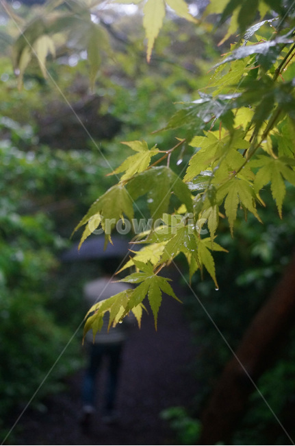 숲,숲길,여름,비오는날,풍경,자연,비자림,제주도,비자나무숲,빗방울,빗물,이슬,초록초록,분위기,감성사진,식물,자연,plants,nature