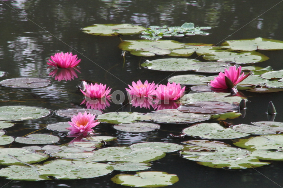 연,수련,꽃,식물,waterlily,식물,자연,plants,nature,꽃,flower