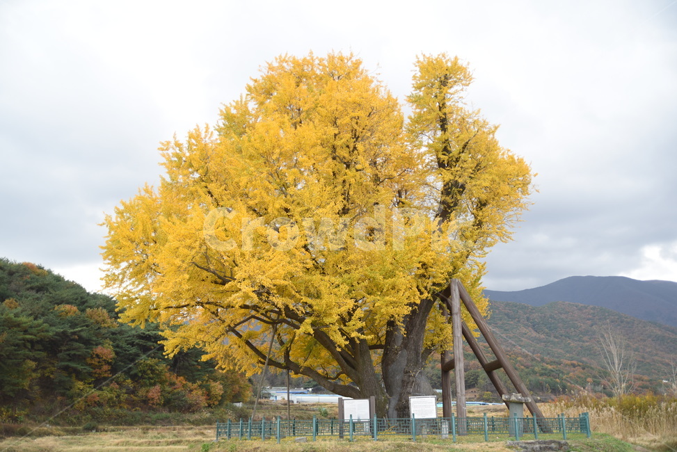 노거수,은행나무,구량리,tree,나무,plant,식물,보호수,울산,가을,계절,fall,autumn,season,식물,자연,plants,nature,나무,trees,wood