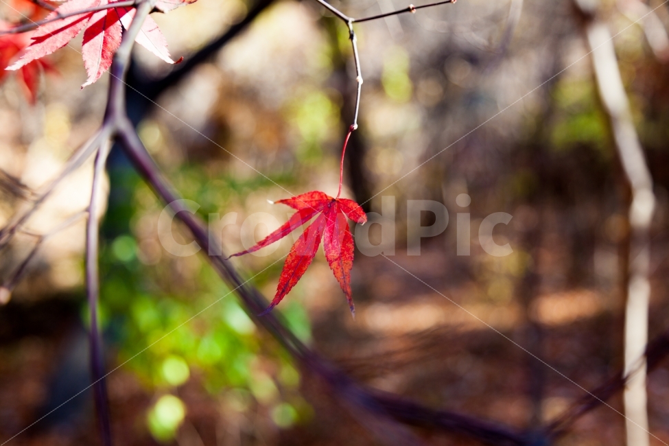 단풍,단풍잎,잎,가을,계절,숲,나무,여행,붉은색,이미지,칼라,배경화면,nature,season,leaf,red,autumn,beautiful,background,fall,tree,orange,maple,color,pattern,plant,image,texture,design,textured,closeup,beauty,golden,가을,계절,fall,autumn,season,식물,자연,plants,nature