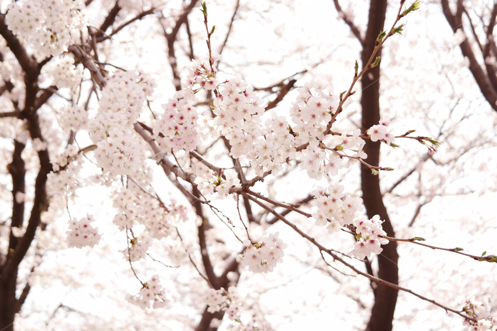 벚꽃,blossom,flower,봄,spring,봄꽃,나무,식물,korea,풍경,자연,season,plants,nature,경치,야외,사쿠라,식물,자연,plants,nature,꽃,flower