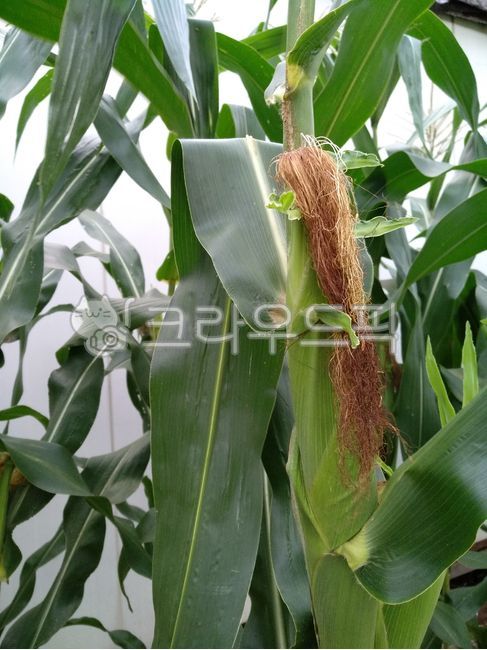 cornfield,Corn cultivation,corner,crops,grain,corn stubble