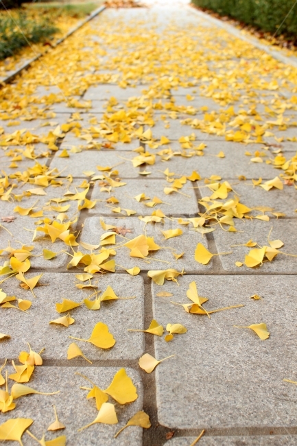 낙엽,은행잎,은행나무,낙엽길,교정,돌다리,가을,계절,fall,autumn,season,plant,식물,leaf,잎