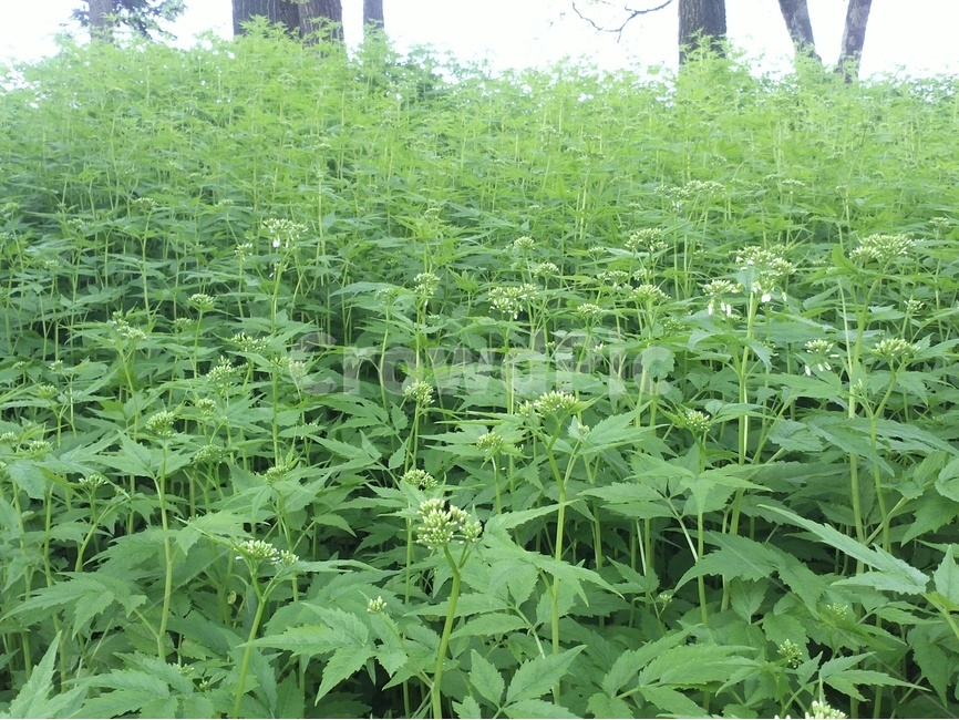 자연미,야생화,군락,꽃,초록식물,식물,자연,plants,nature,꽃,flower