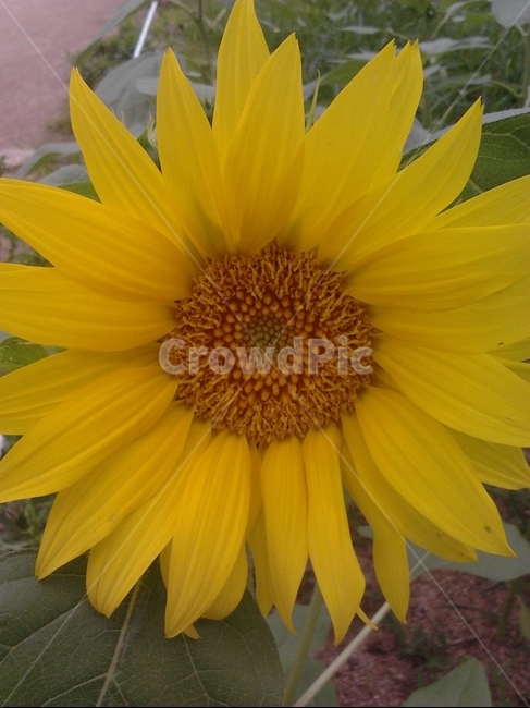해바라기,여름,노란색,만개,해바라기씨,식물,자연,plants,nature,꽃,flower
