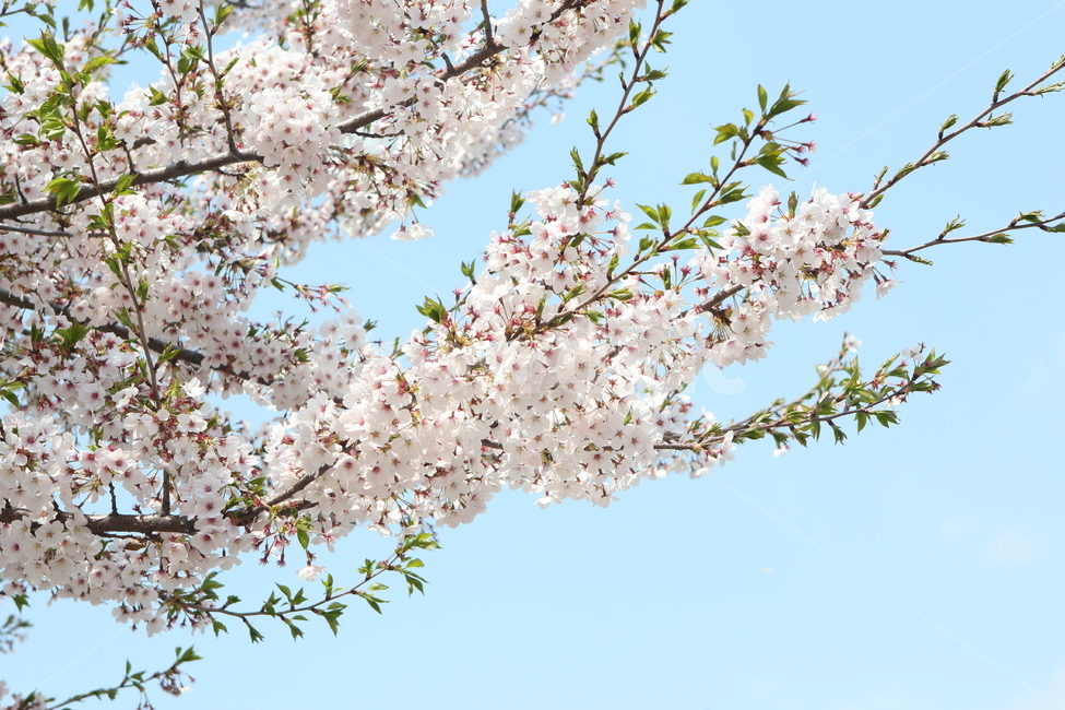 벚꽃,꽃,flower,봄꽃,cherryblossom,벚나무