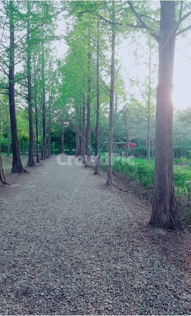 길,나무,공원,식물원,숲