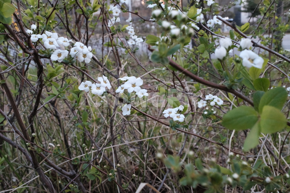 꽃,풀,flower,grass,봄꽃