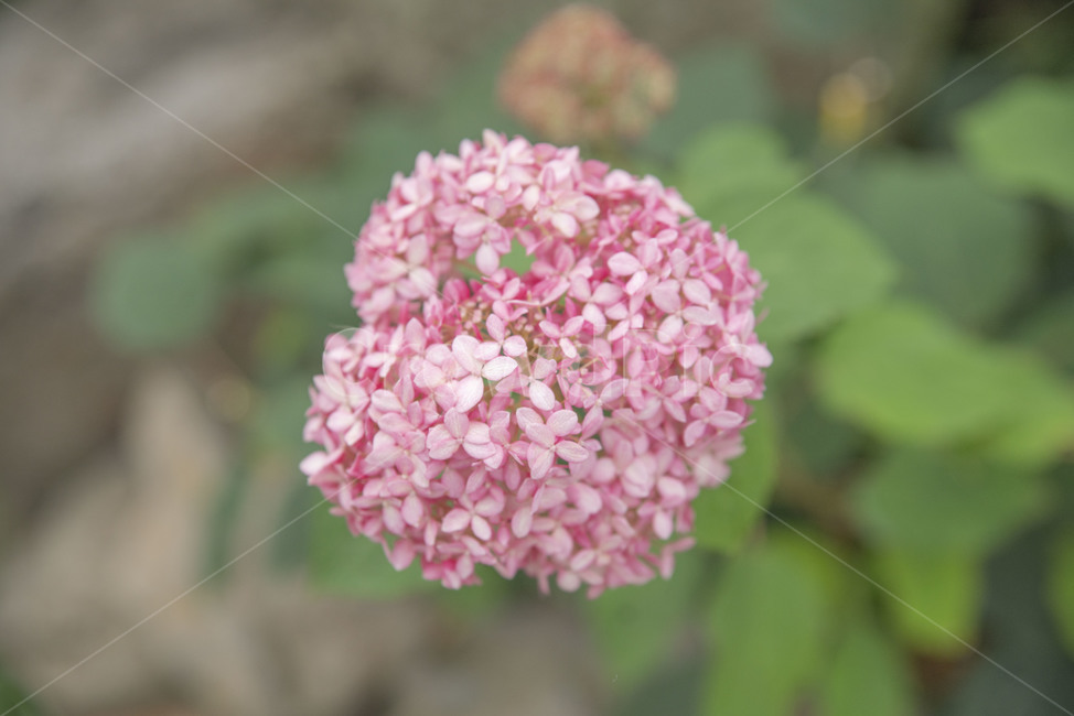 꽃,여름꽃,수국,제주도수국,여름수국