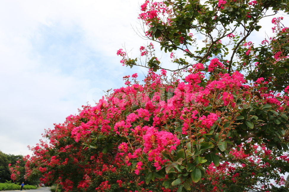 나무,배롱,배롱나무,배롱꽃,꽃,식물,식물,자연,plants,nature,꽃,flower