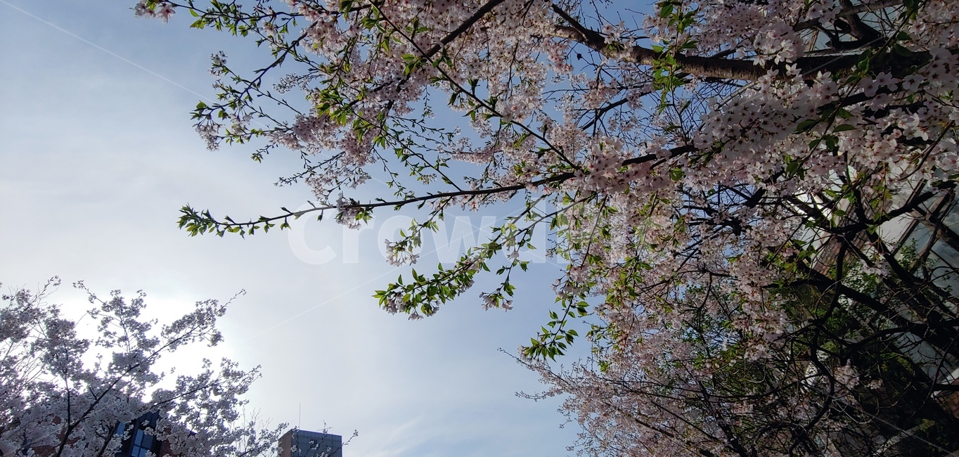 하늘,sky,벚꽃,cherryblossoms,桜,さくら,sun