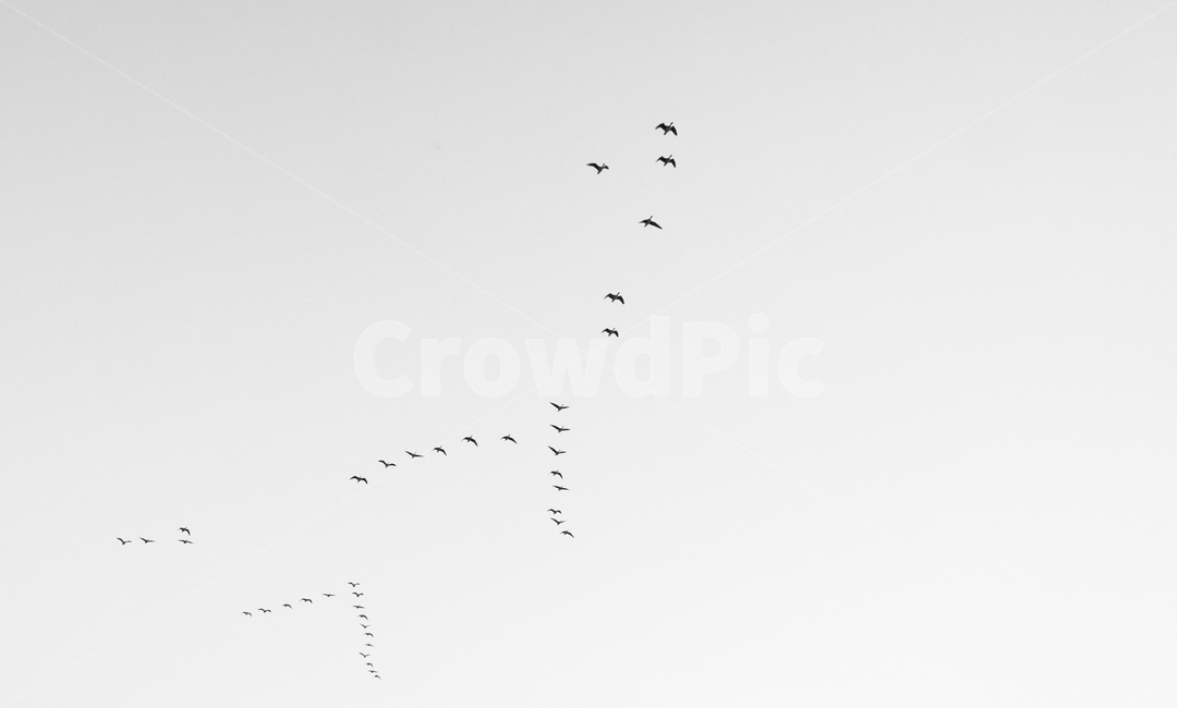 새,조류,철새,겨울철새,동물,비행,떼,감성,하늘,동물,animal,조류,새,birds