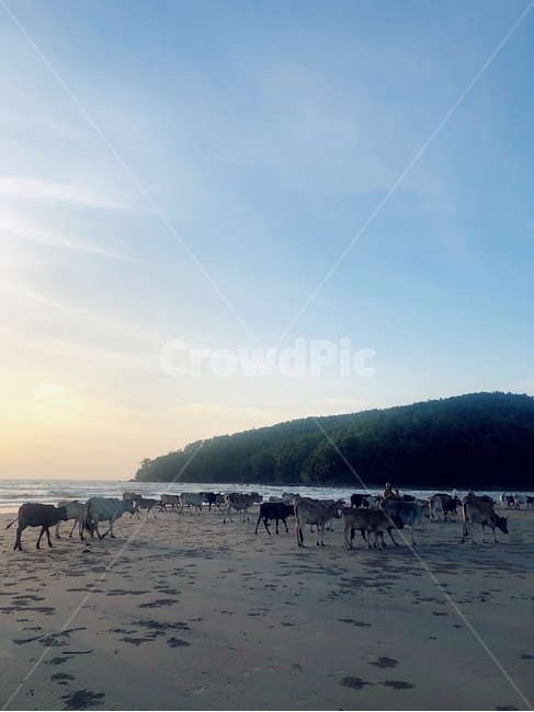 가축,소,nature,자연,동물,해변,바다,beach,sea,동물,animal,포유류,mammal