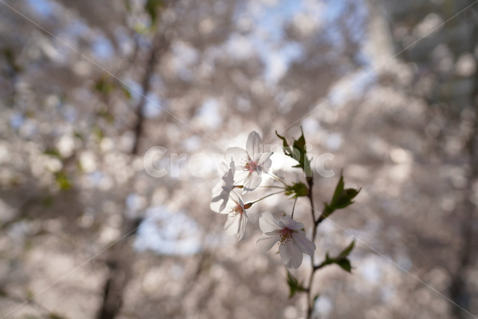 벚꽃,봄,햇빛,맑은,꽃잎,꽃,blossom,cherryblossom,만개
