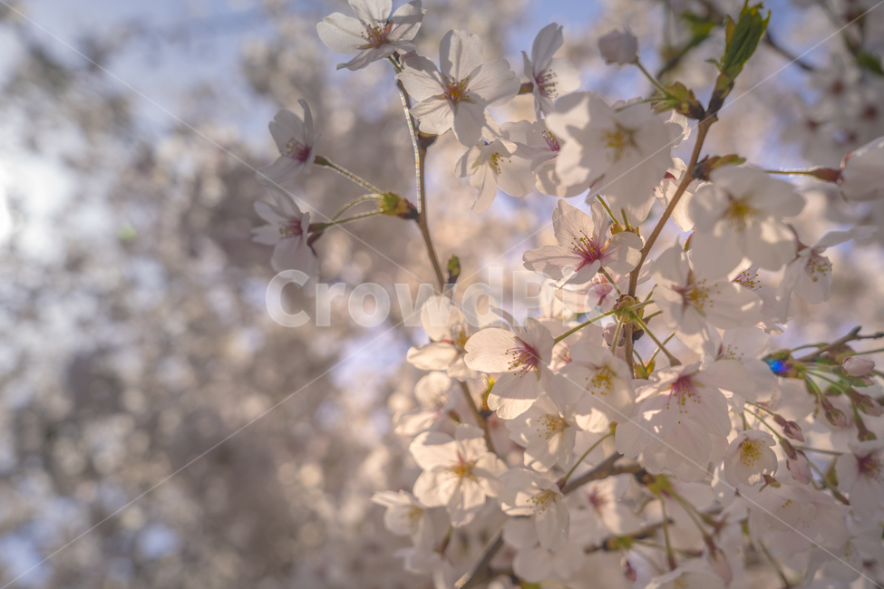 벚꽃,봄,꽃,식물,blossom,flower,plant